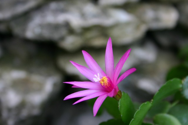 Blüte