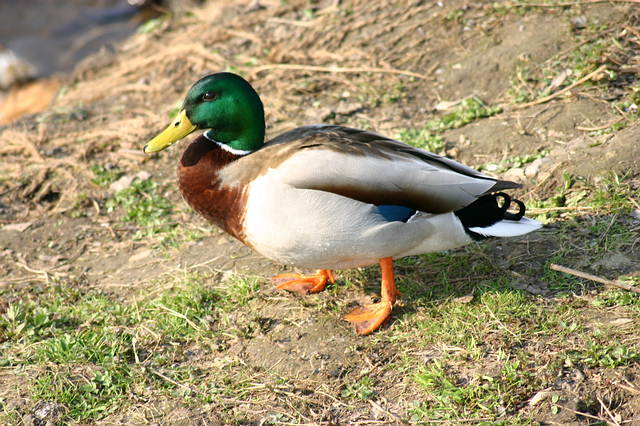 Ente