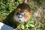 Nutria